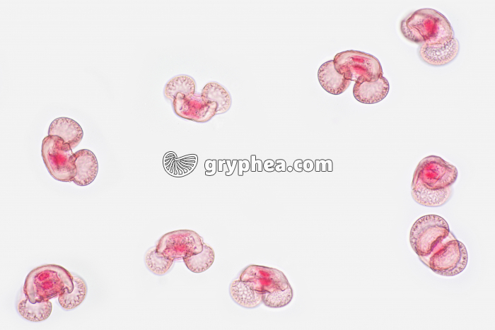 Pollen de Pin x100 - gryphea.com